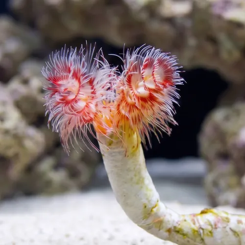 Hard Tube Coco Worm: Pink