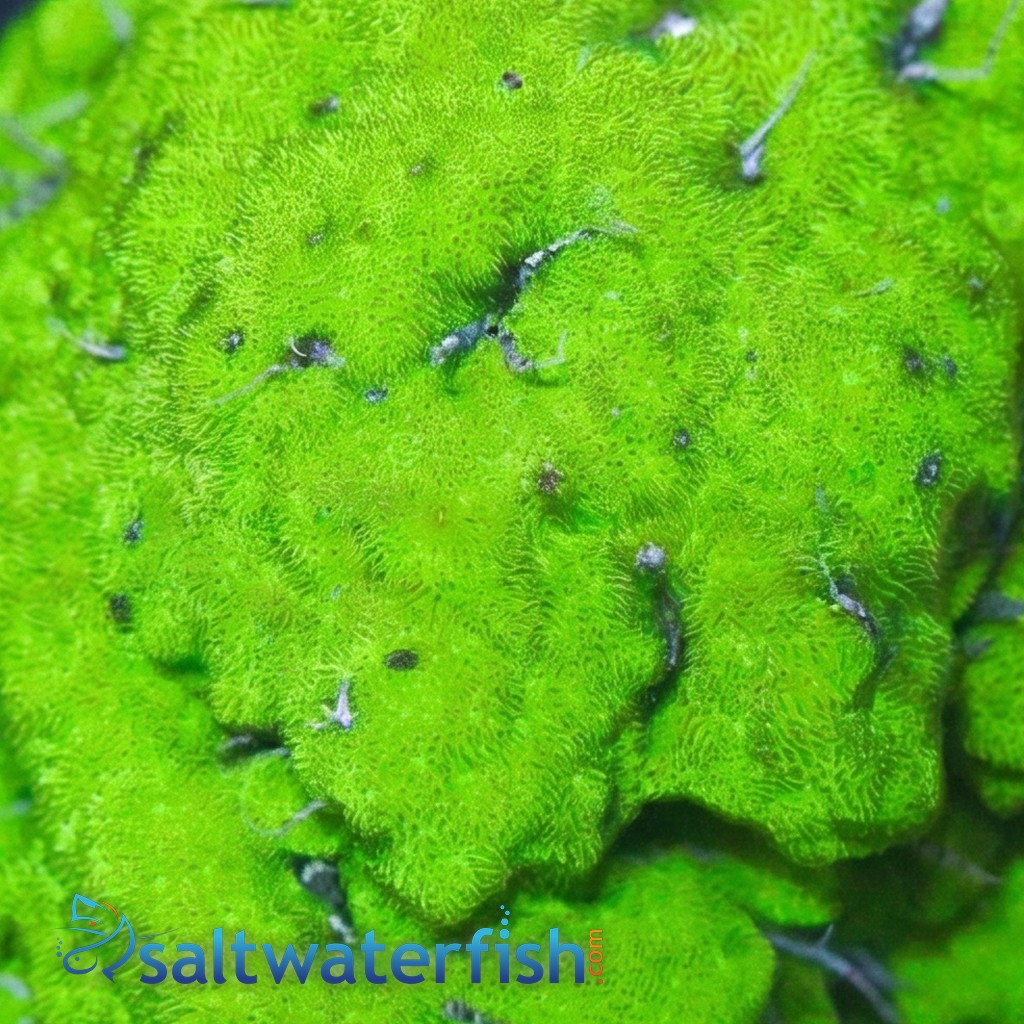Green Psammocora Coral - Autralia