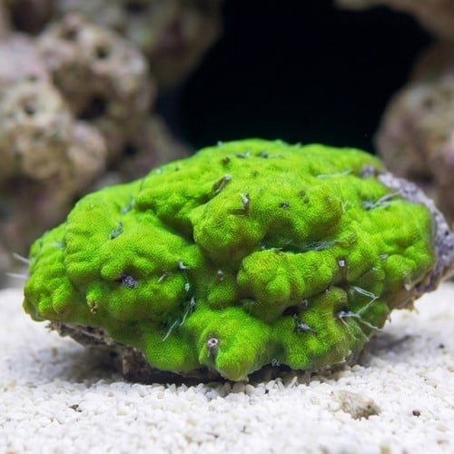 Green Psammocora Coral - Autralia