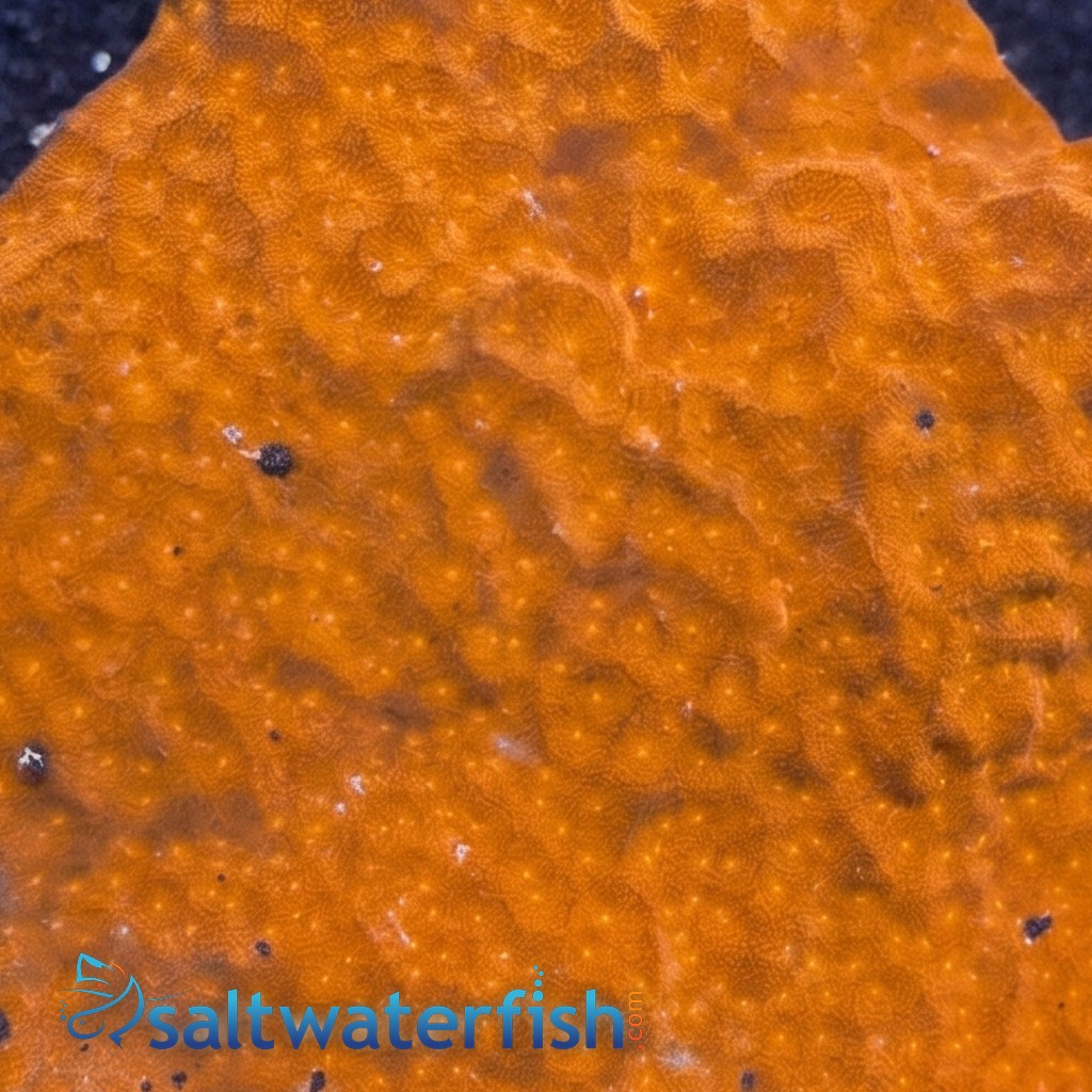 Orange Psammocora Coral - Australia