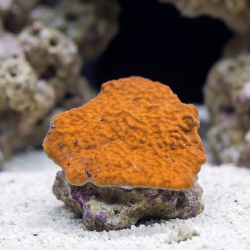 Orange Psammocora Coral - Australia