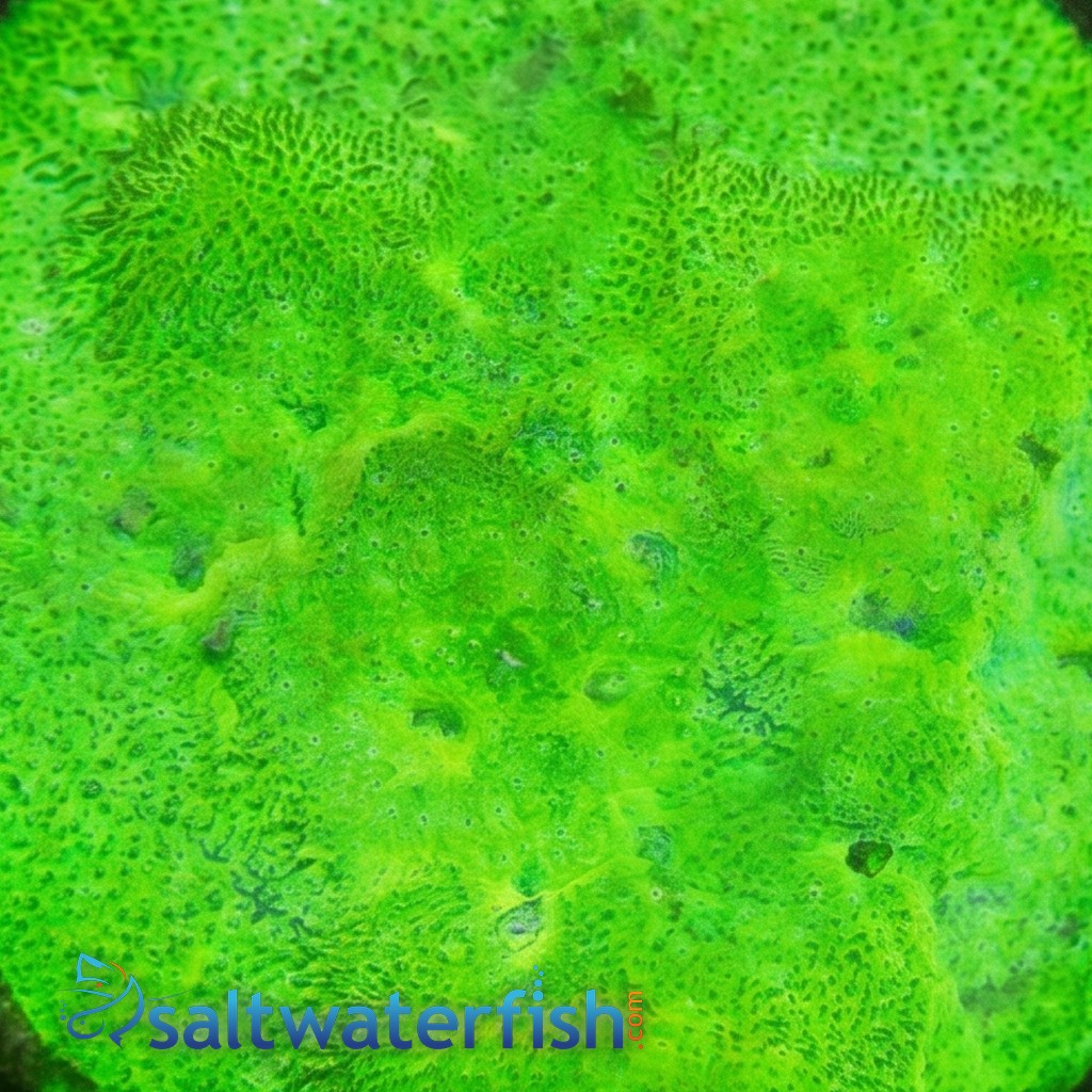 Green Psammocora Coral - Autralia