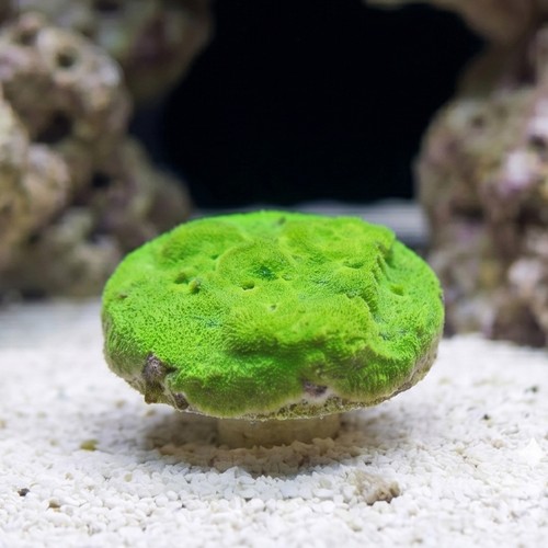 Green Psammocora Coral - Autralia