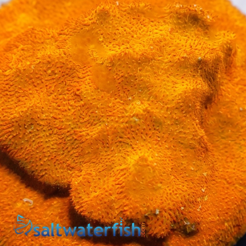 Orange Psammocora Coral - Australia