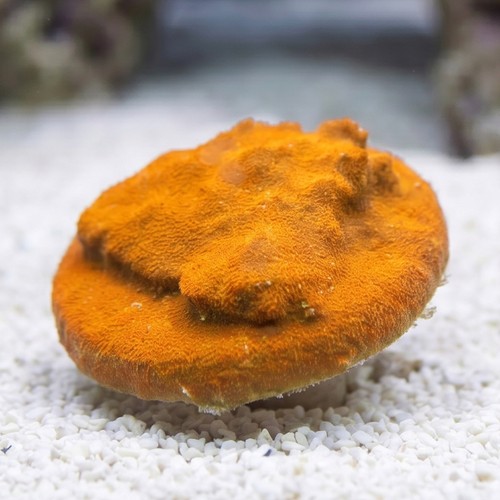 Orange Psammocora Coral - Australia