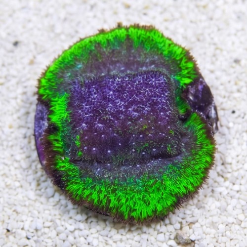 Psammocora Coral : Blueberry Haze - Aquacultured