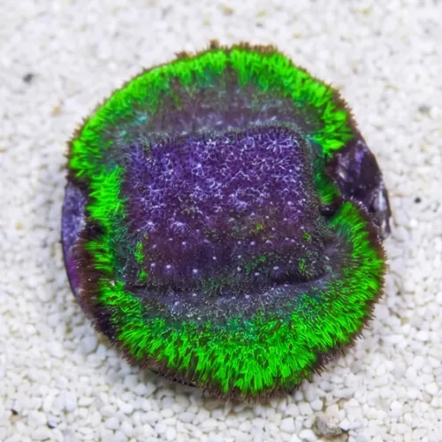 Psammocora Coral : Blueberry Haze - Aquacultured