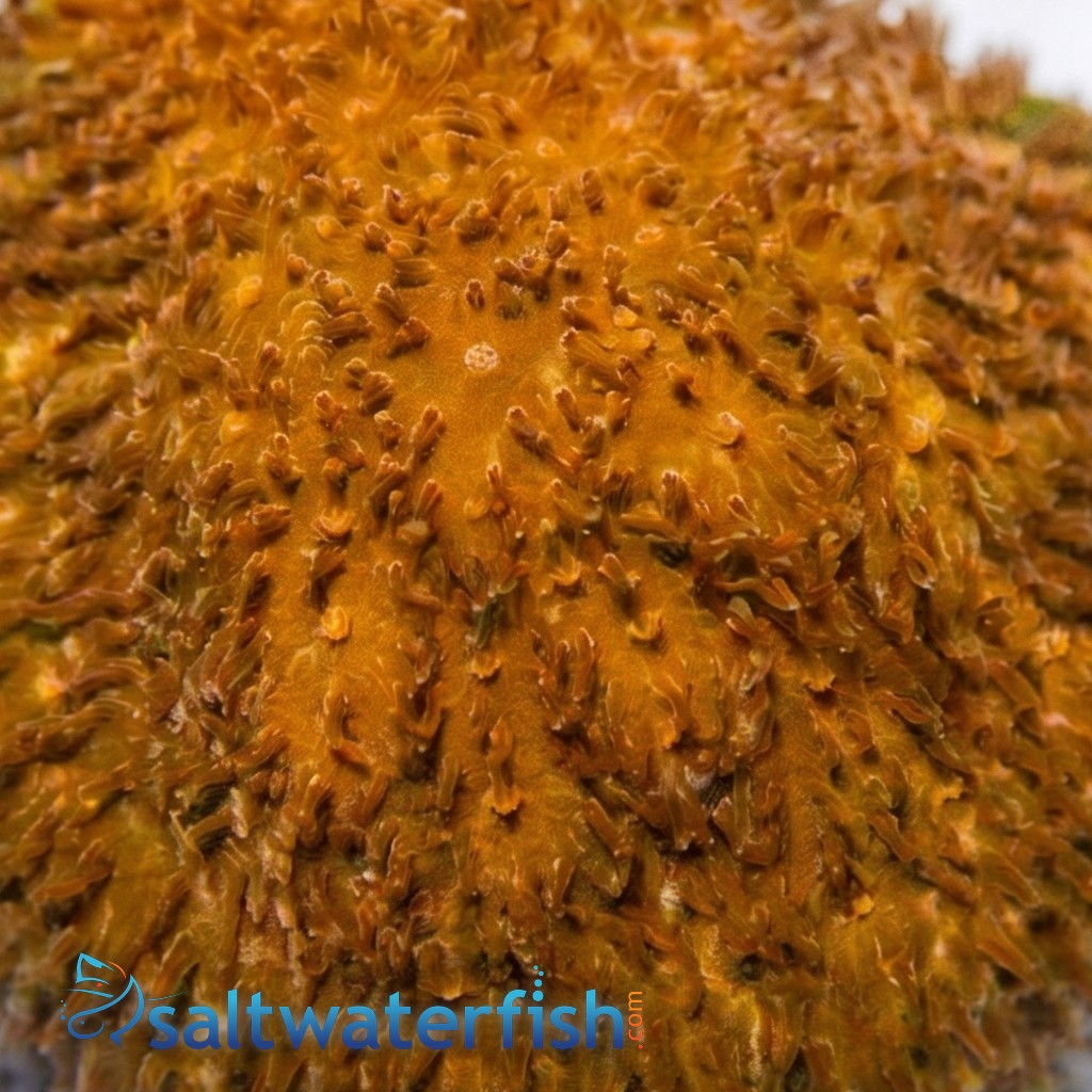 Golden Psammocora Coral - Aquacultured