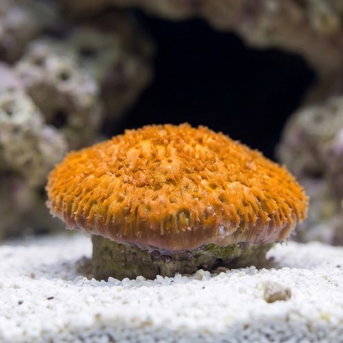 Golden Psammocora Coral - Aquacultured