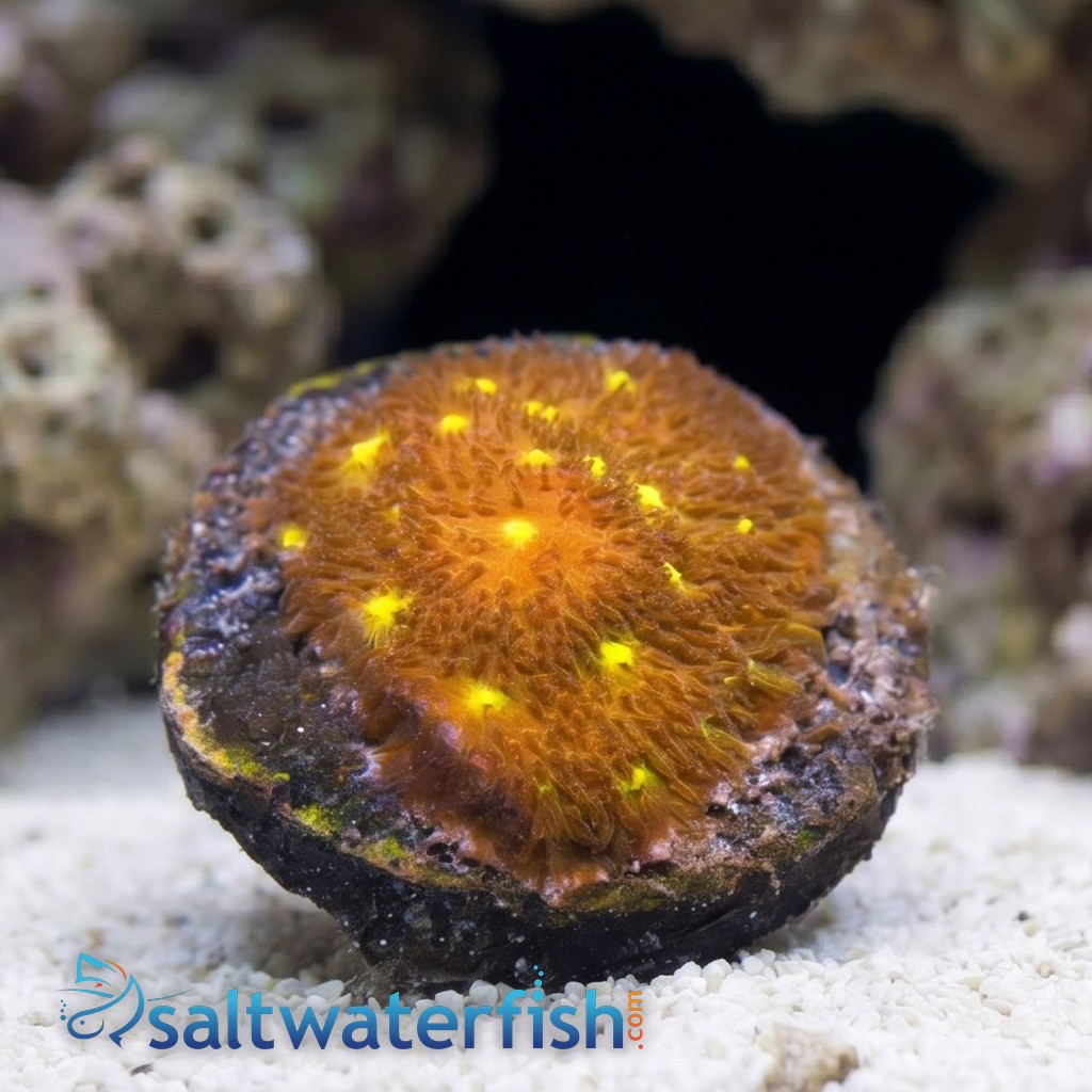 Psammocora Coral : Autumn Harvest - Aquacultured