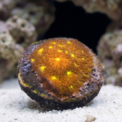 Psammocora Coral : Autumn Harvest - Aquacultured