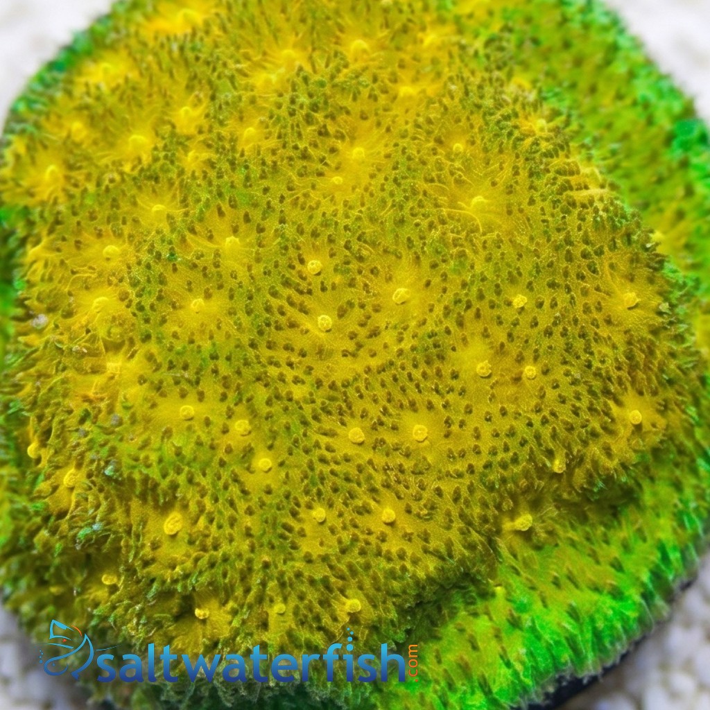 Psammocora Coral : Lemon Lime - Aquacultured