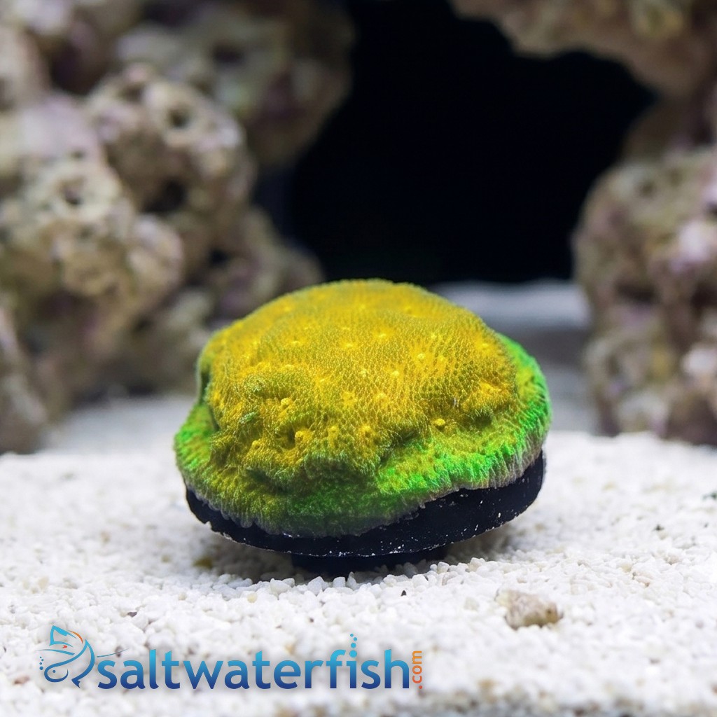 Psammocora Coral : Lemon Lime - Aquacultured