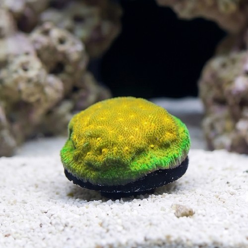 Psammocora Coral : Lemon Lime - Aquacultured