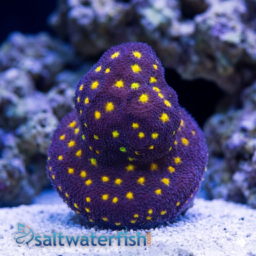 Psammocora Coral : Outer Space - Aquacultured