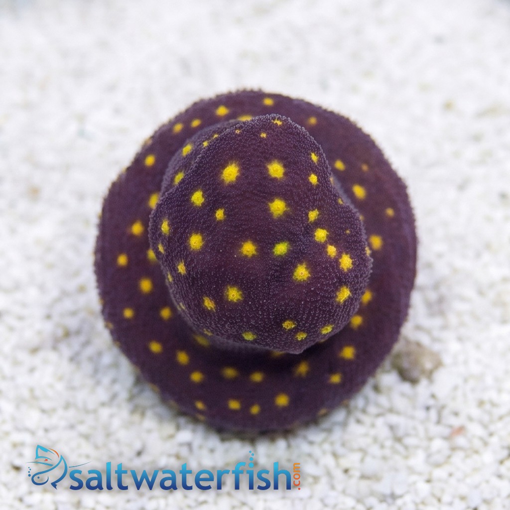 Psammocora Coral : Outer Space - Aquacultured