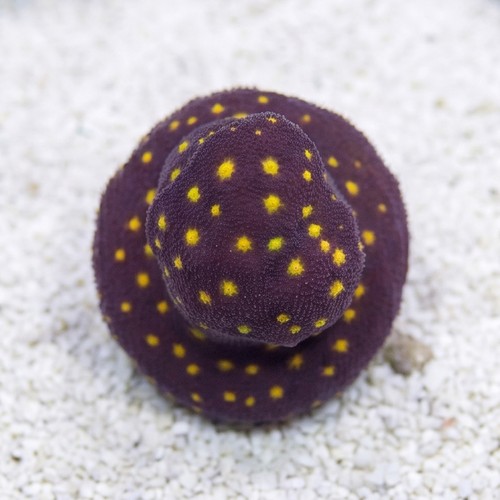 Psammocora Coral : Outer Space - Aquacultured