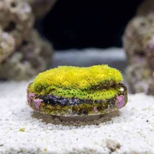 Psammocora Coral : Lemon Lime - Aquacultured