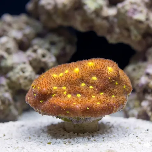 Psammocora Coral : Harvest Moon - Aquacultured