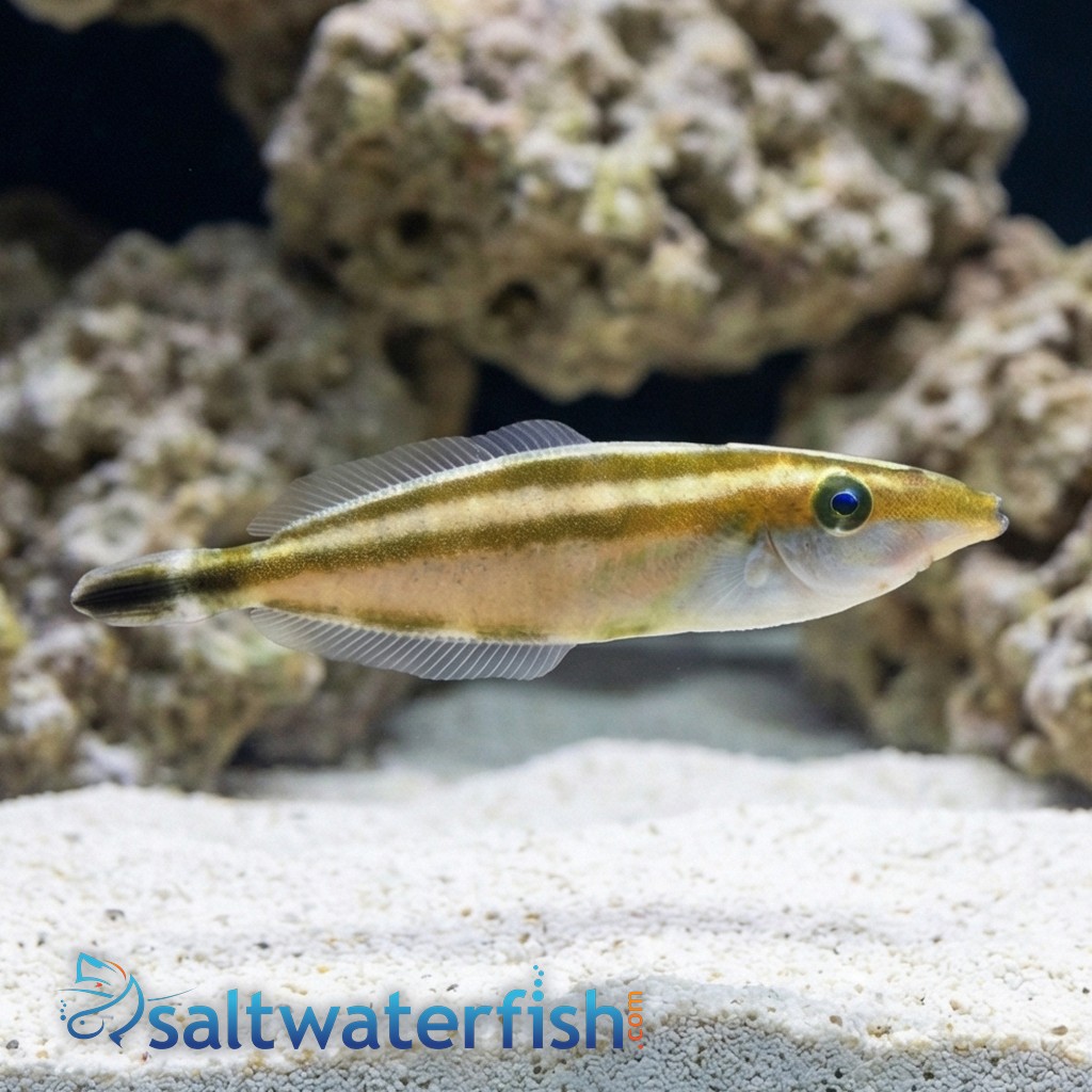 Rhinoceros Leatherjacket
