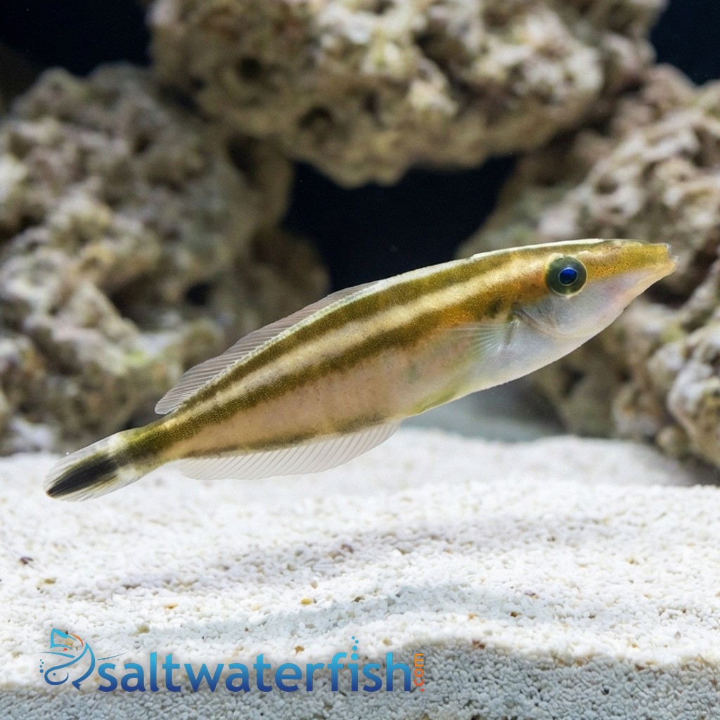 Rhinoceros Leatherjacket