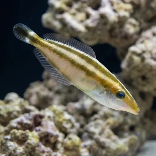 Rhinoceros Leatherjacket