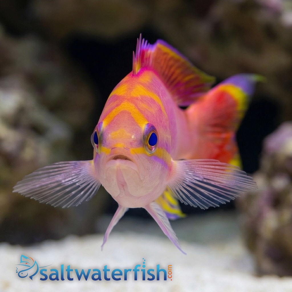 Bimaculatus Anthias