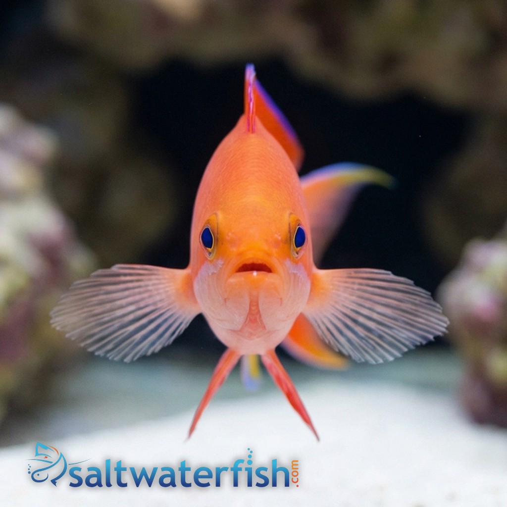 Red Bar Anthias - Eastern Asia