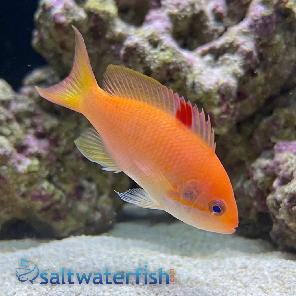 Orangebar Anthias