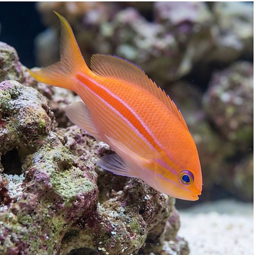 Red Stripe Anthias 
