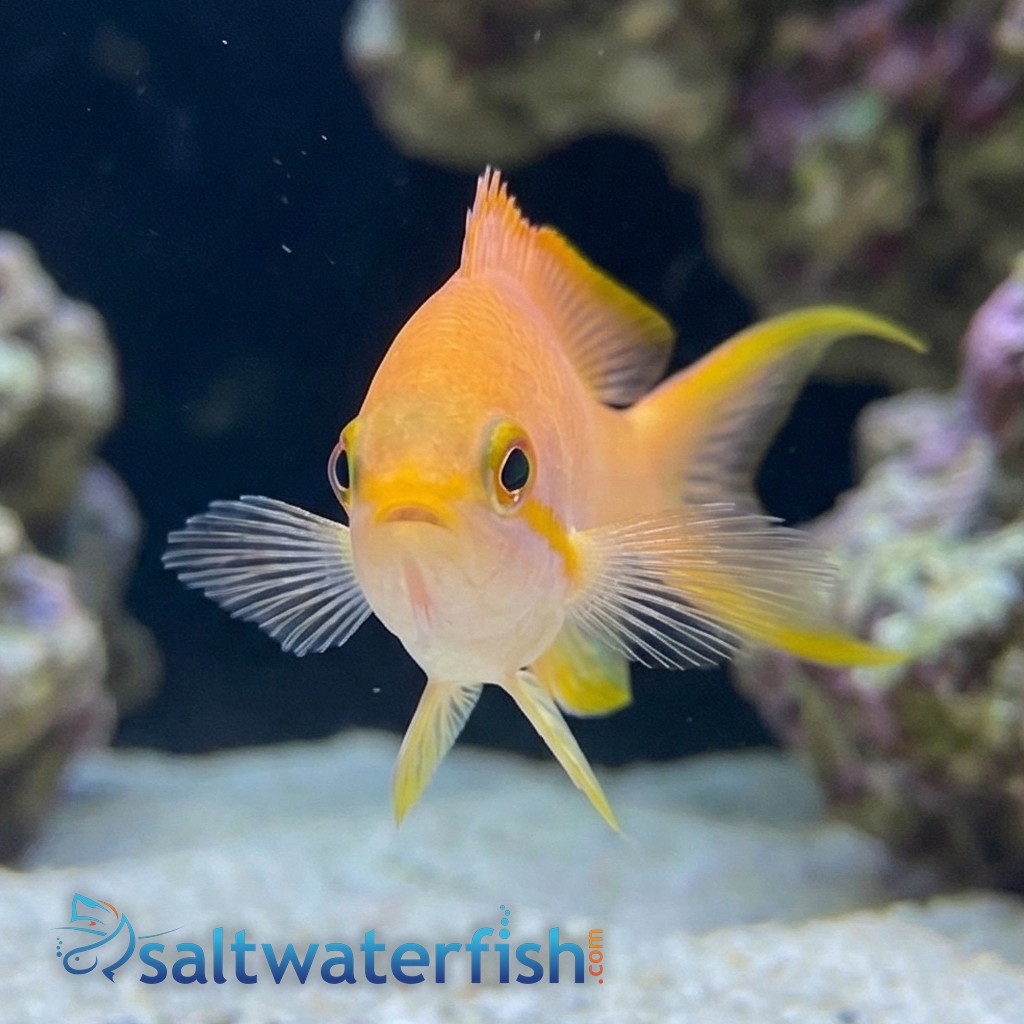 Huchti Anthias