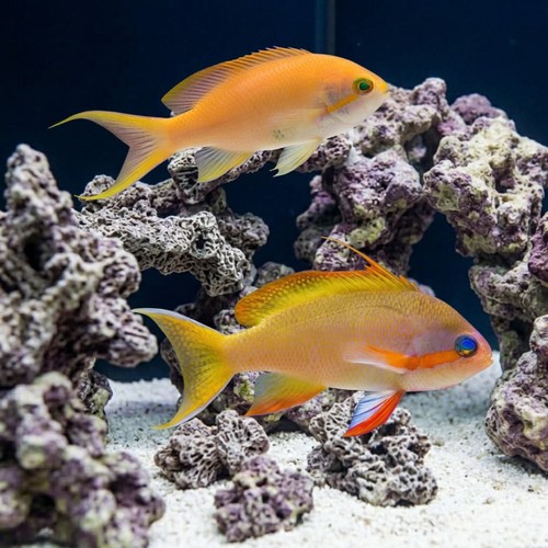 Huchti Anthias