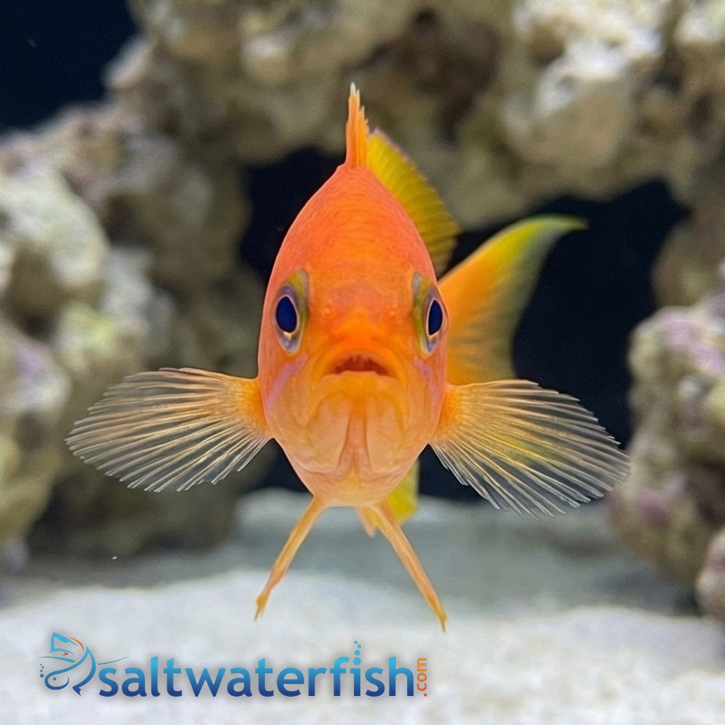 Hutomoi Anthias