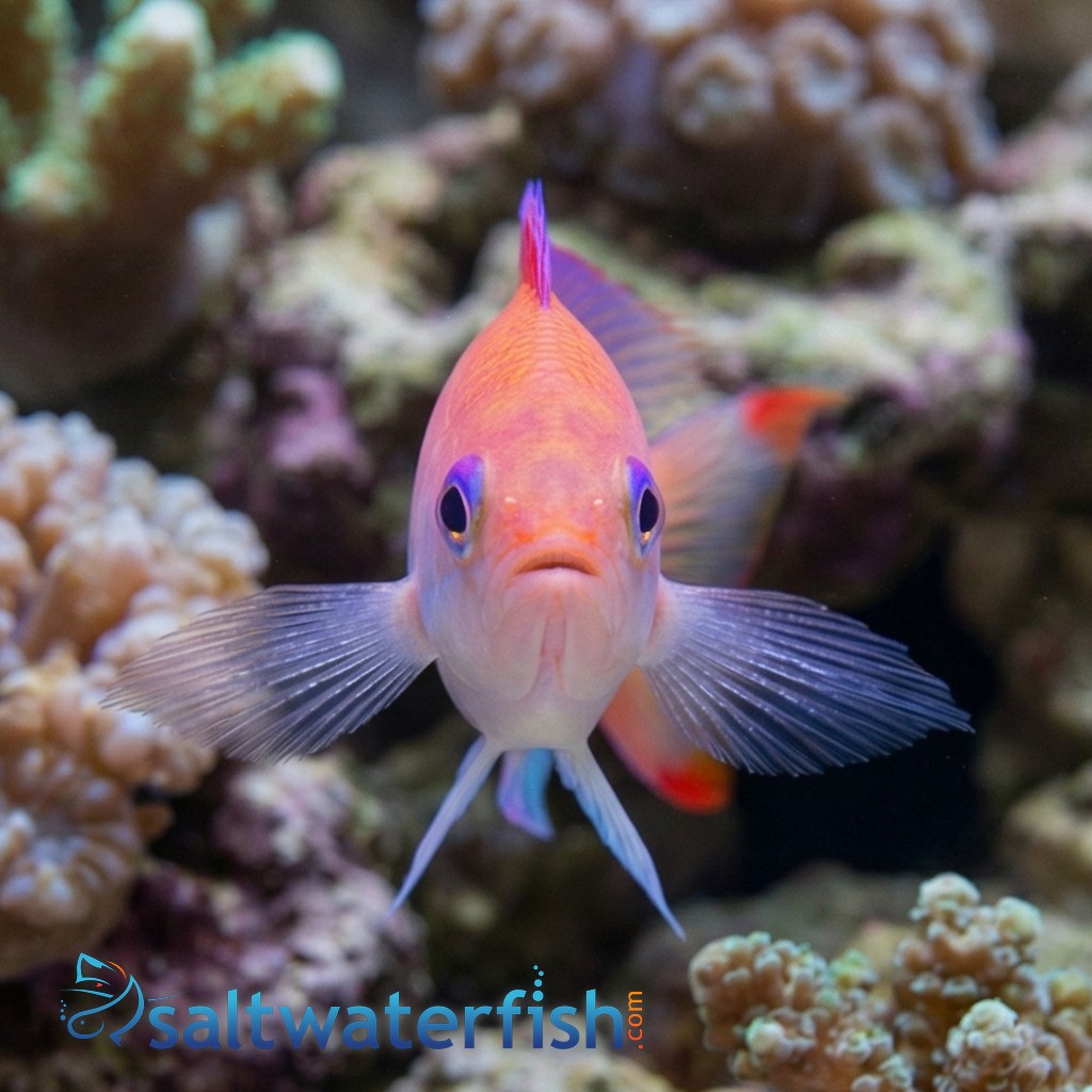Stocky Anthias