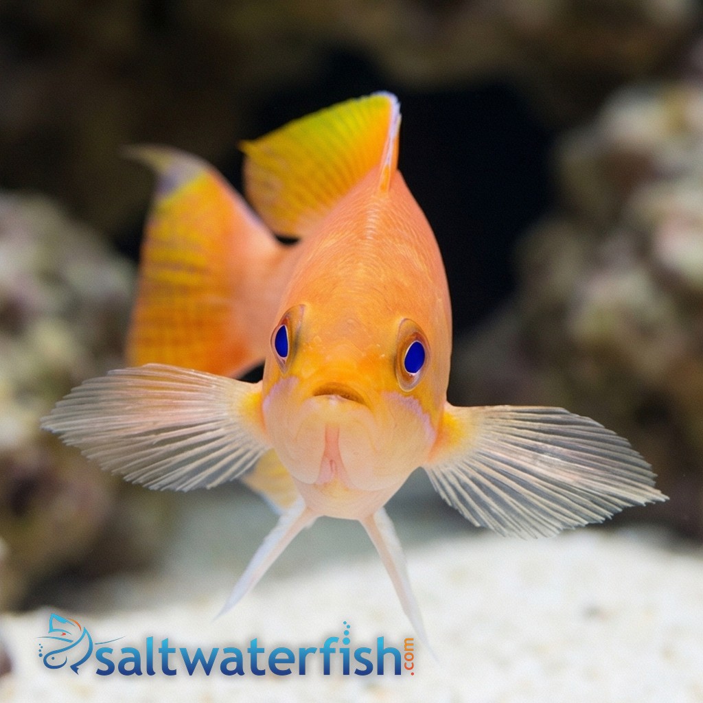 Stocky Anthias