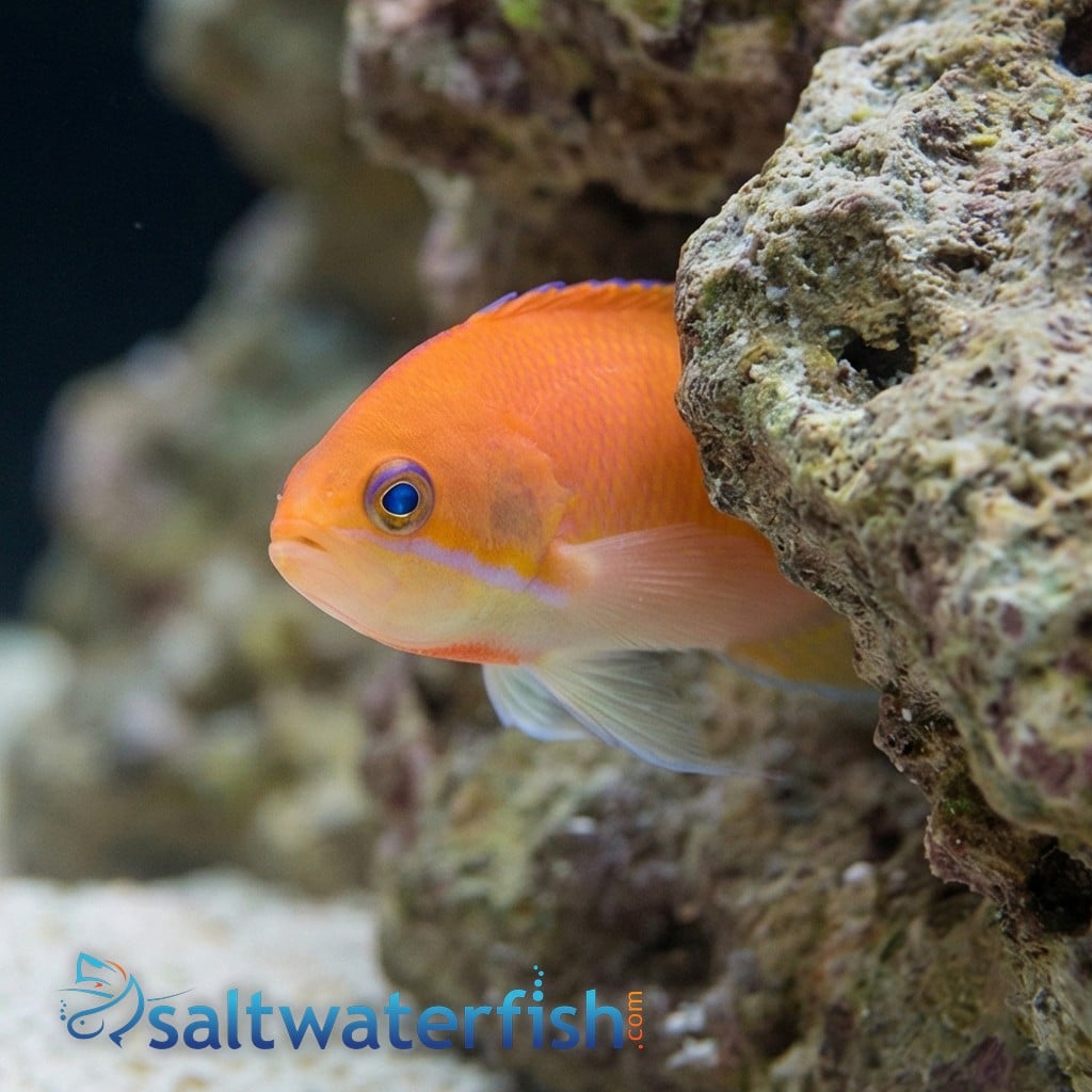 Deepwater Anthias  