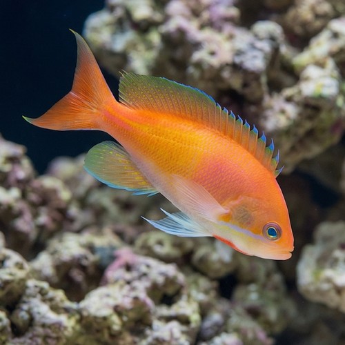 Deepwater Anthias  
