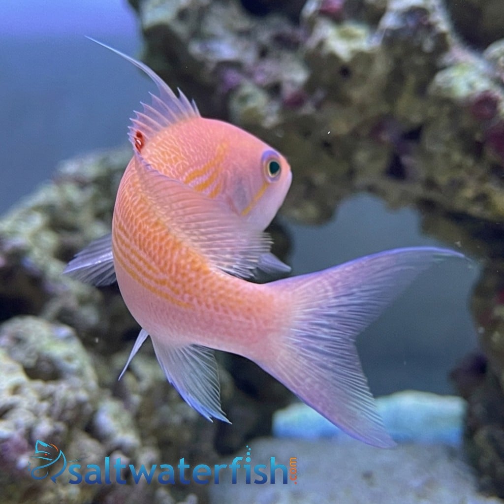 Bloodspot Anthias: Female
