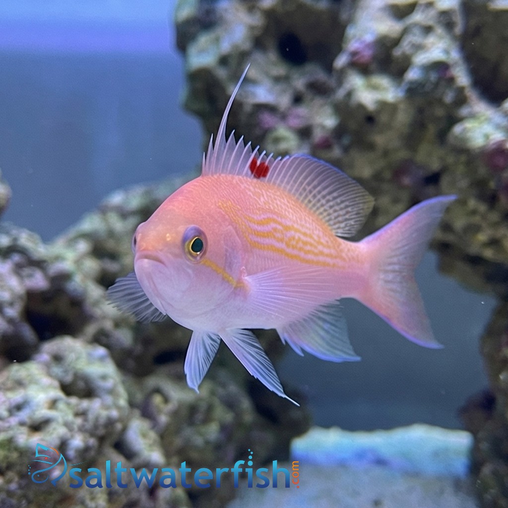 Bloodspot Anthias: Female