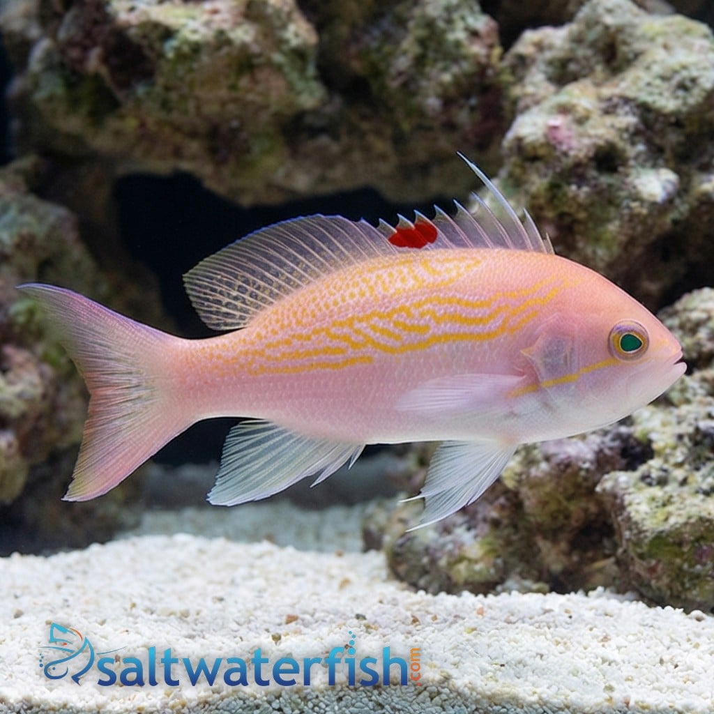 Bloodspot Anthias: Female