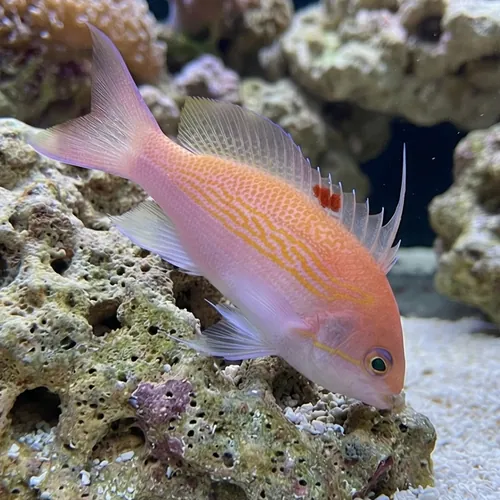 Bloodspot Anthias: Female