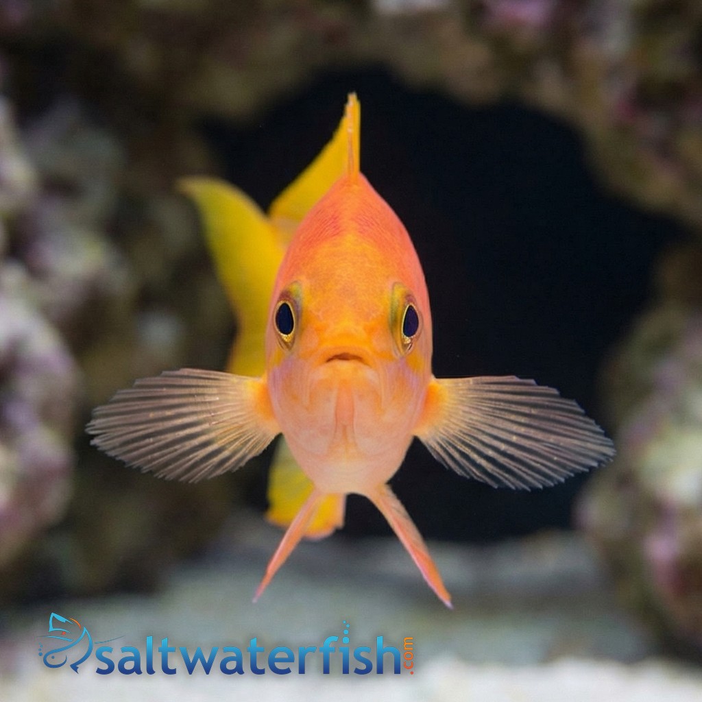 Pictilis Anthias