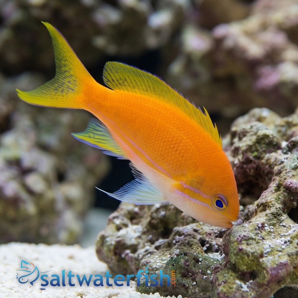 Pink Square Anthias Male & Female