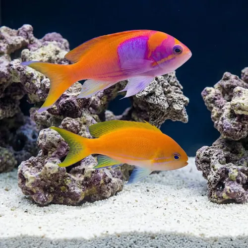 Pink Square Anthias Male & Female