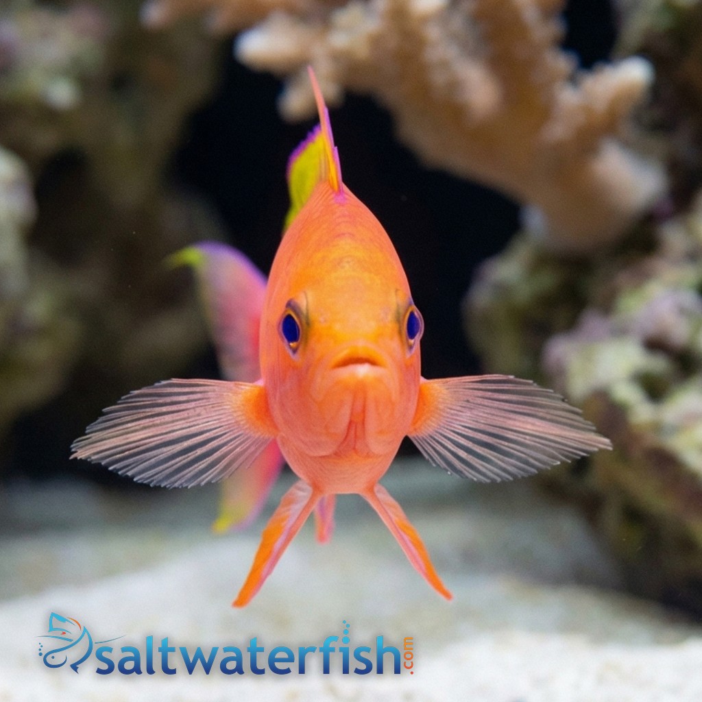 Resplendent Anthias