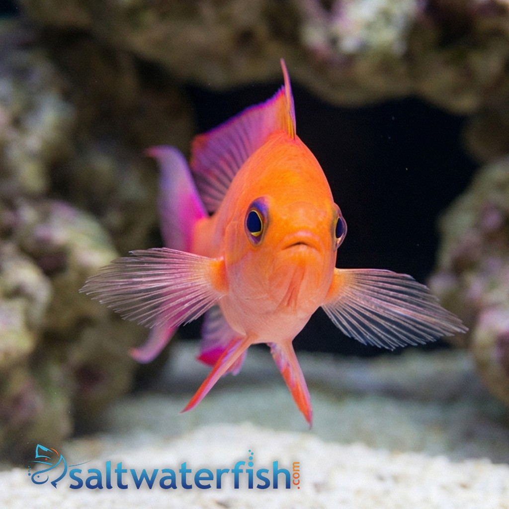 Randalli Anthias