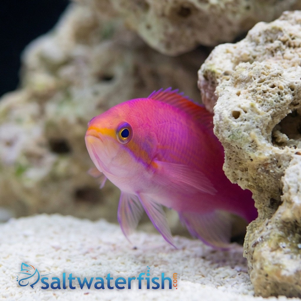Purple Queen Anthias