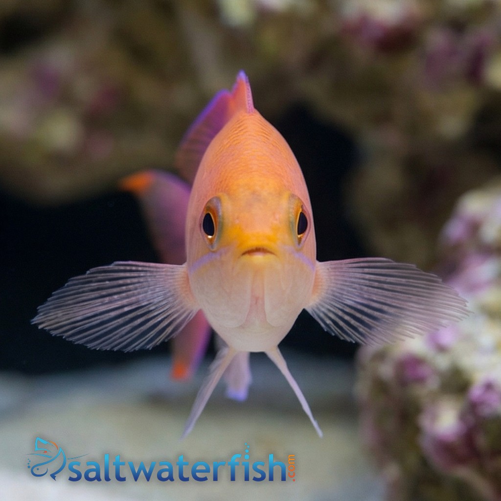 Red Belted Anthias
