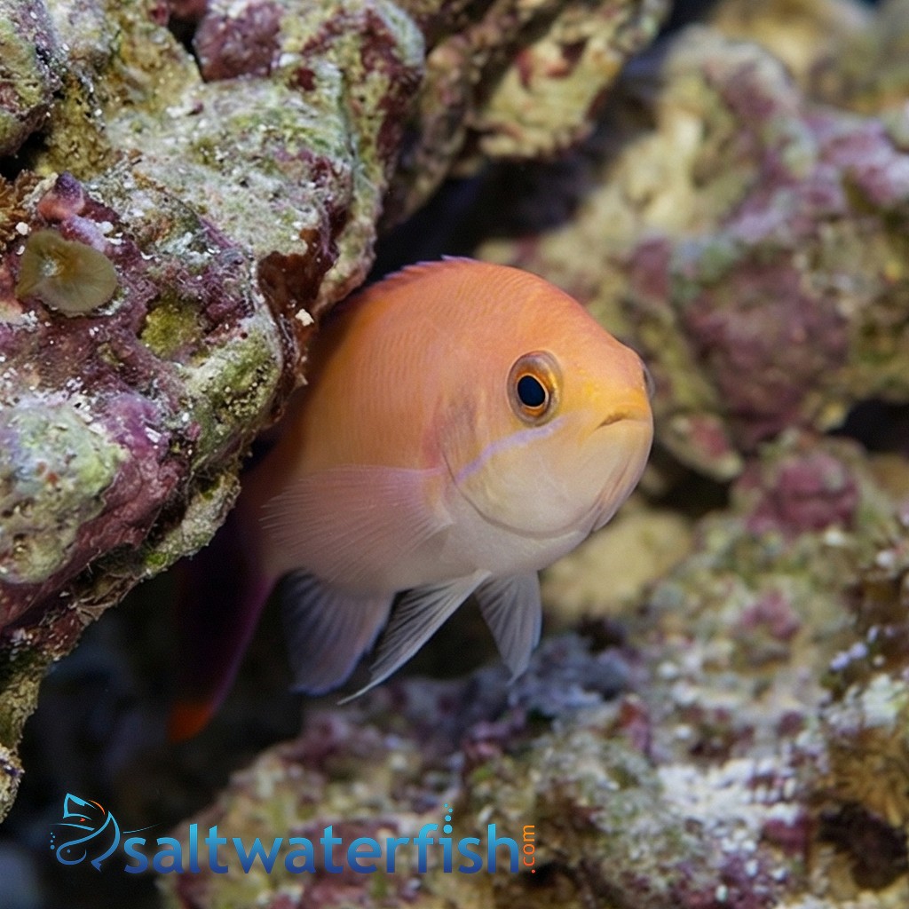 Red Belted Anthias