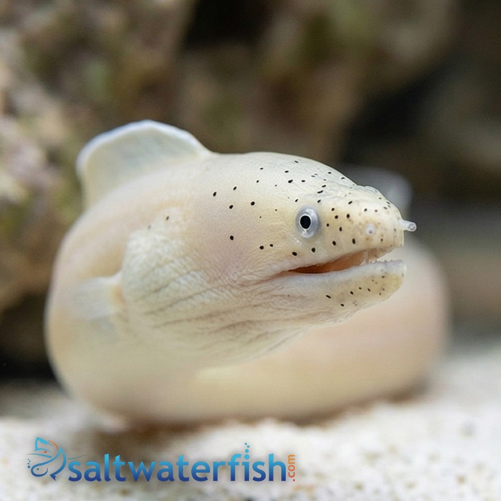 Ghost Ribbon Eel